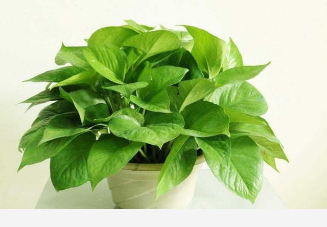 有哪些好養活的花卉和綠色植物可以推薦？-養花世界的回答