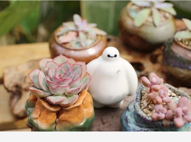 有哪些好養活的花卉和綠色植物可以推薦？-科學種植小能手的回答