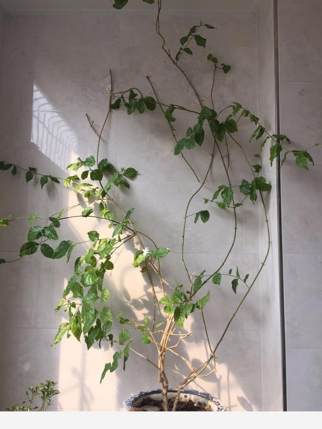 有什麼花適合在陽臺養的？要好養，不怕曬，花期長的？-菱月凌霜的回答