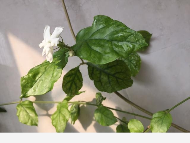 有什麼花適合在陽臺養的？要好養，不怕曬，花期長的？-菱月凌霜的回答