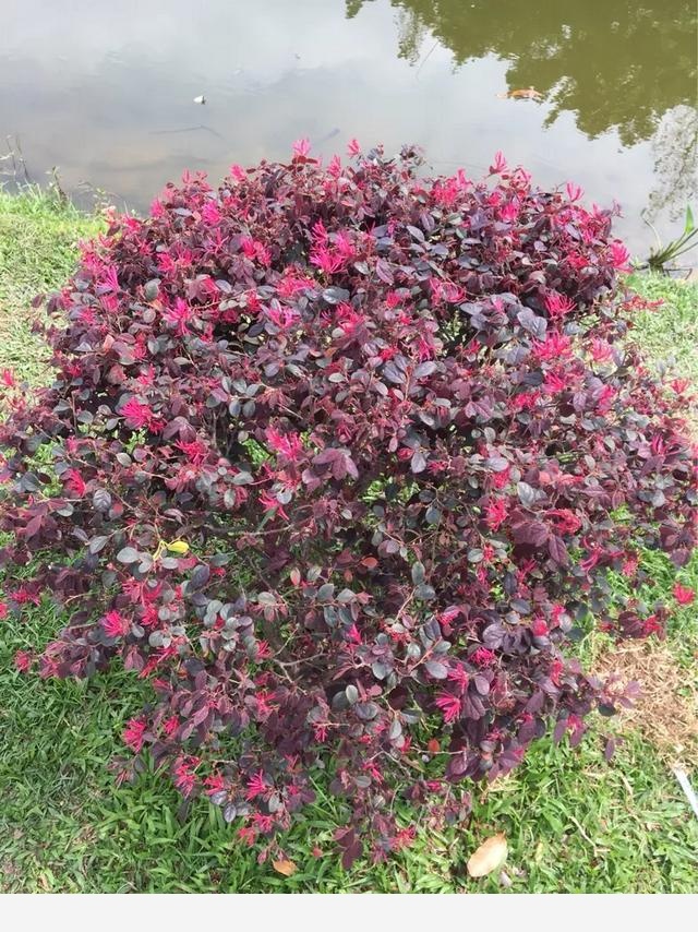 冬天開花又好養活的花有哪些？-養花交流的回答