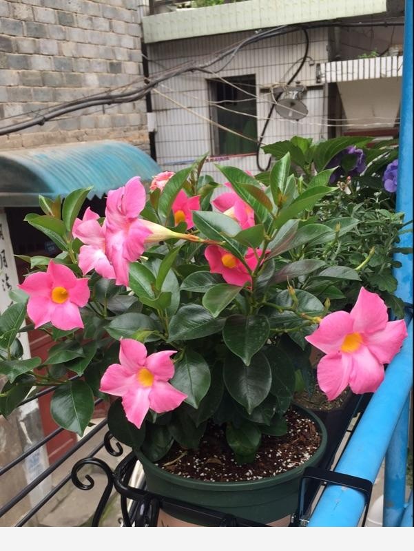 冬天開花又好養活的花有哪些？-養花站的回答