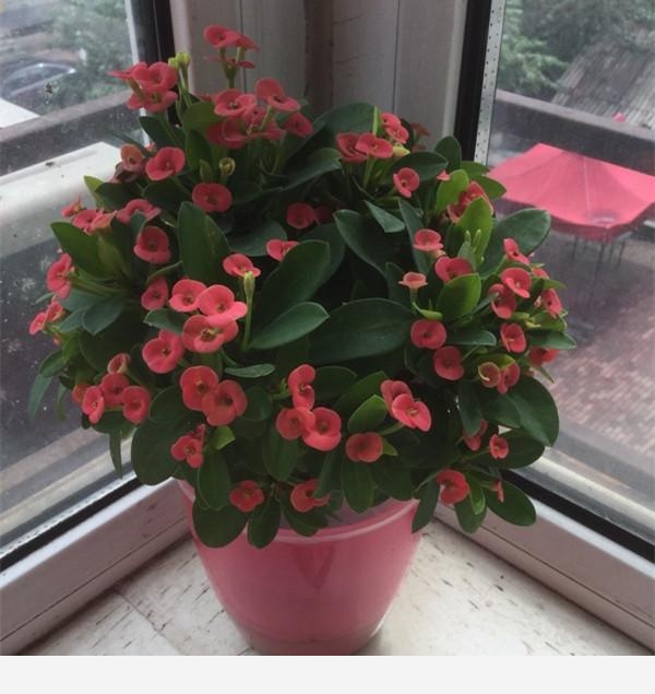 冬天開花又好養活的花有哪些？-養花站的回答