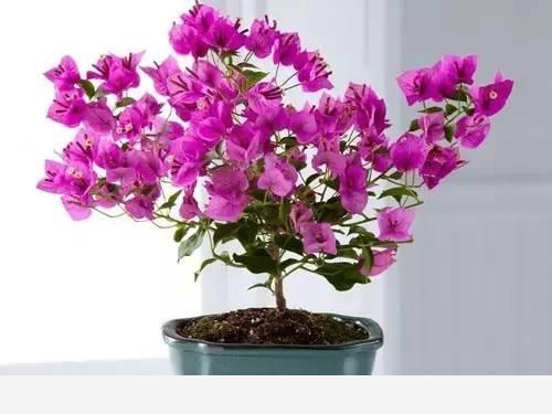冬天開花又好養活的花有哪些？-養花站的回答