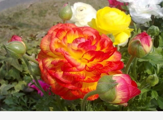 冬天開花又好養活的花有哪些？-花藝空間的回答