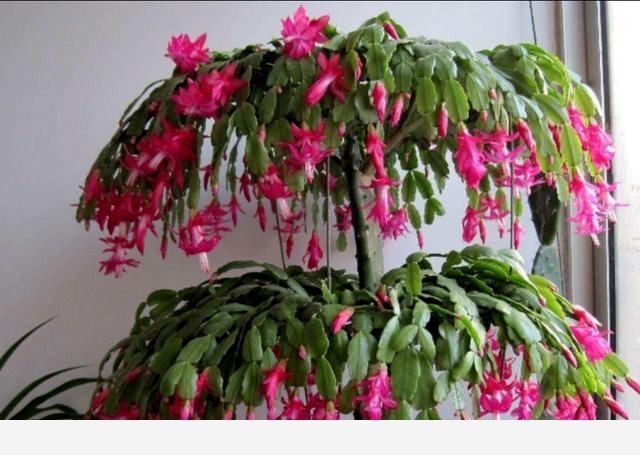 冬天開花又好養活的花有哪些？-花藝空間的回答
