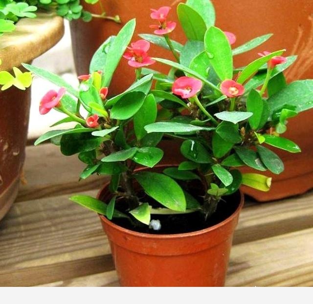 冬天開花又好養活的花有哪些？-花藝空間的回答