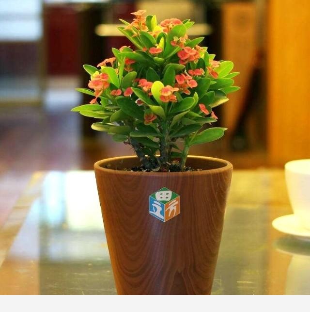 冬天開花又好養活的花有哪些？-花藝空間的回答