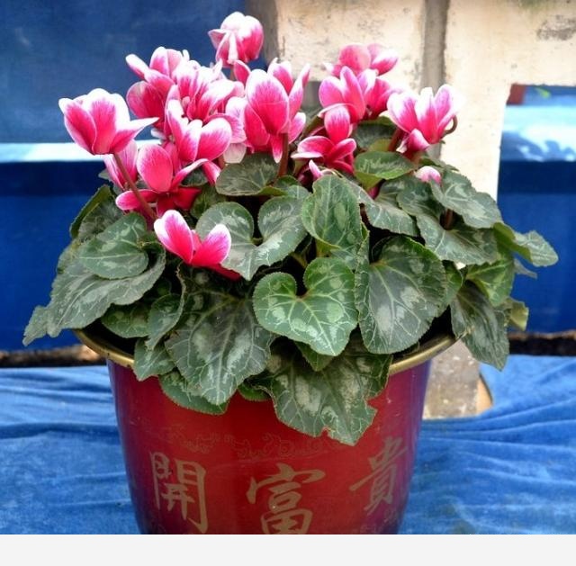 冬天開花又好養活的花有哪些？-花藝空間的回答