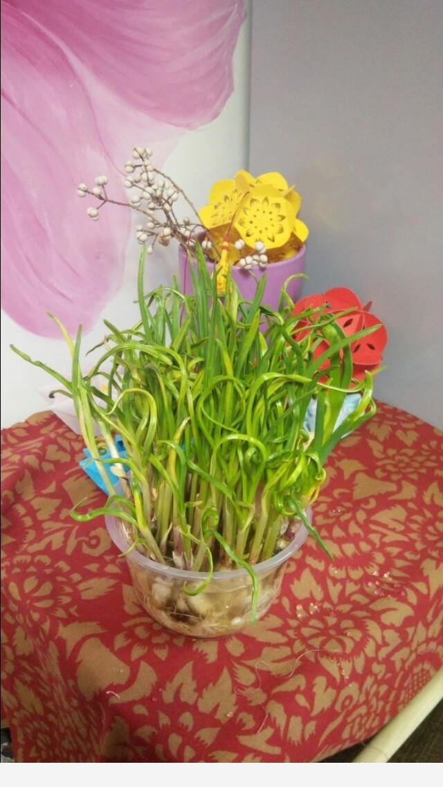 冬天開花又好養活的花有哪些？-子夏的回答