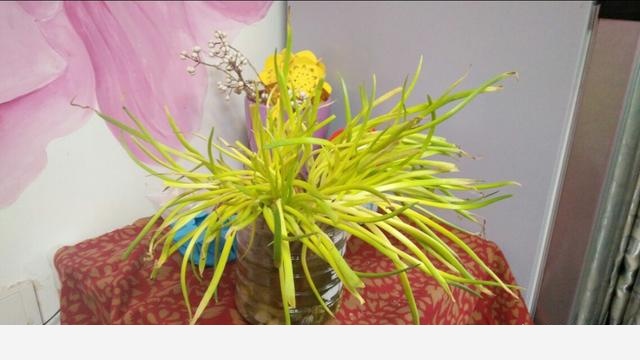 冬天開花又好養活的花有哪些？-子夏的回答