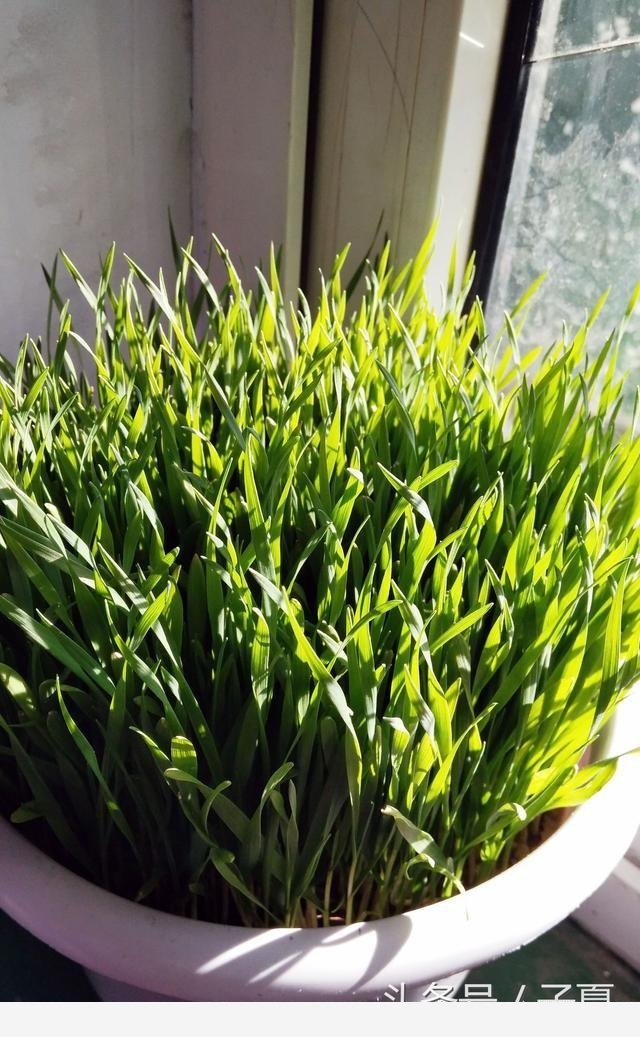 冬天開花又好養活的花有哪些？-子夏的回答