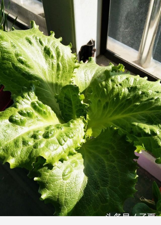 冬天開花又好養活的花有哪些？-子夏的回答