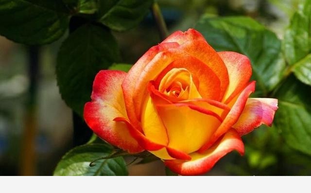 家裡種什麼花比較好養活？-養花世界的回答