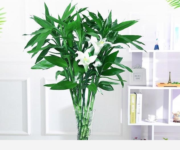 家裡種什麼花比較好養活？-養花世界的回答