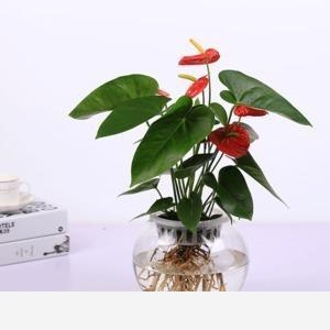 水養花卉用哪些肥料？-鄂東三農的回答