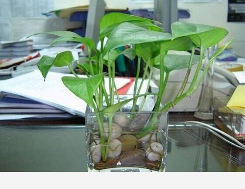 水養花卉用哪些肥料？-鄂東三農的回答