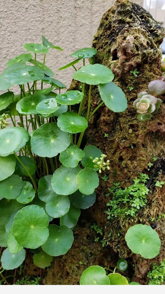 水養植物加什麼養？-依戀在露台的回答