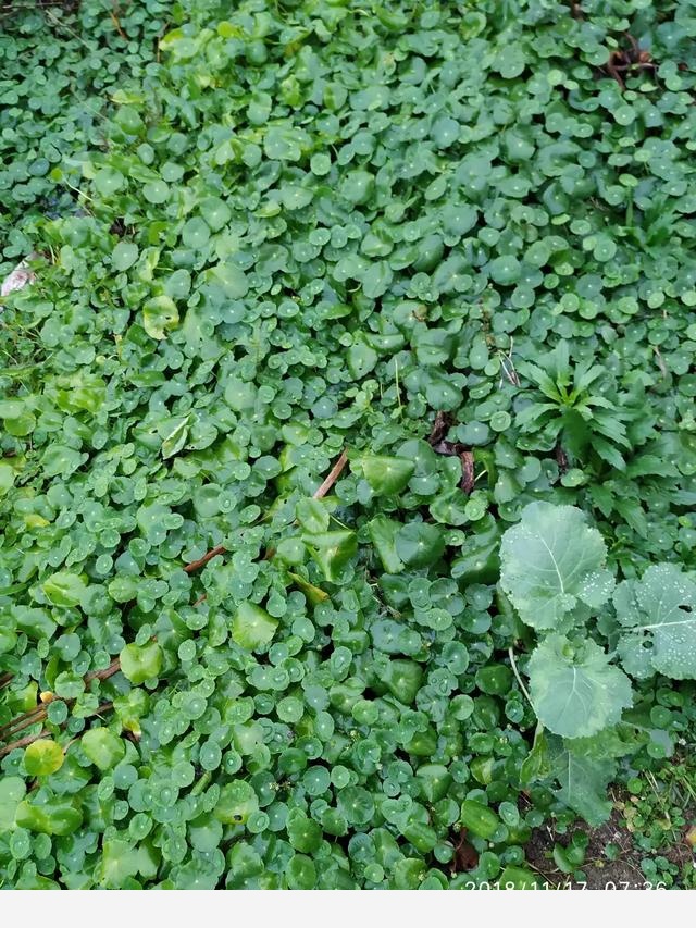 水養花卉用哪些肥料？-董園花卉董文進的回答