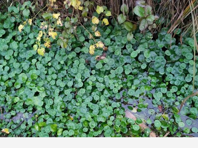水養花卉用哪些肥料？-董園花卉董文進的回答