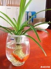 水養花卉用哪些肥料？-農村種植楊二妮的回答