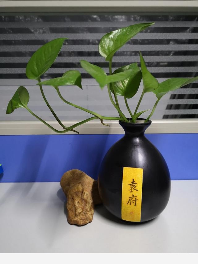 水養花卉用哪些肥料？-李花匠園藝的回答