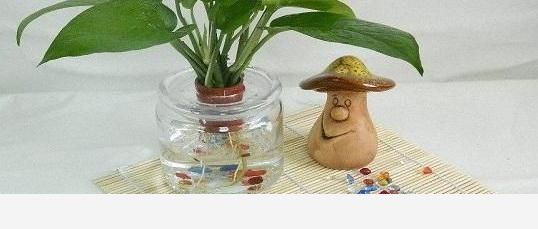 水養花卉用哪些肥料？-愛植拍的回答
