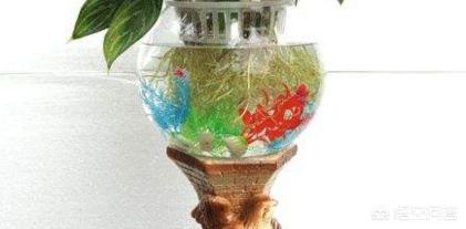 水養花卉用哪些肥料？-愛植拍的回答