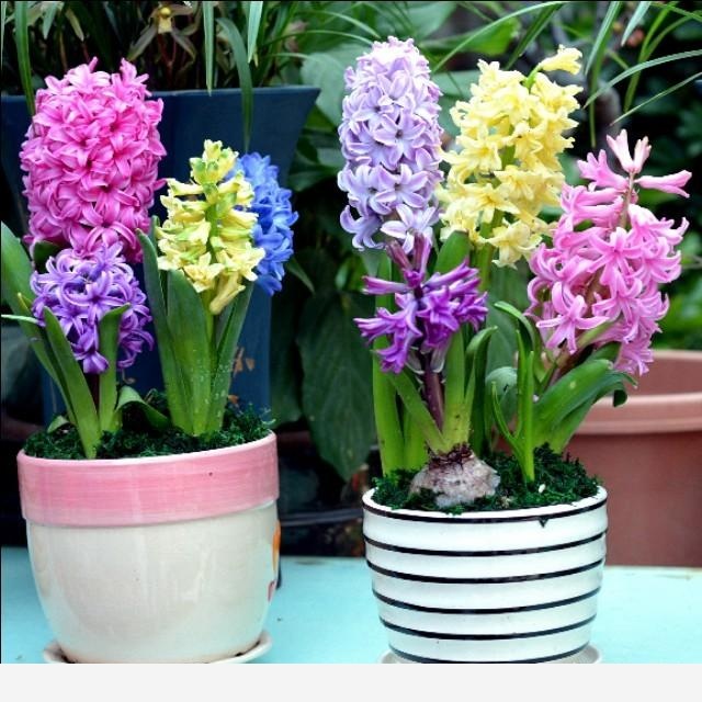 風信子適合在家裡養嗎？-花間草的回答
