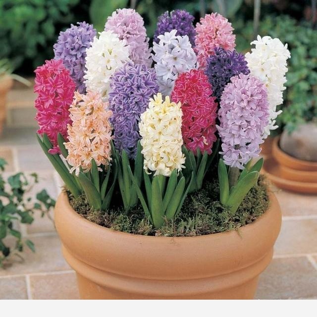 風信子適合在家裡養嗎？-花間草的回答