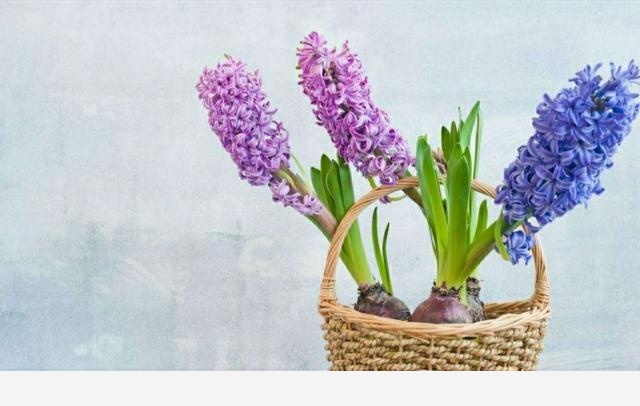 風信子適合在家裡養嗎？-花間草的回答