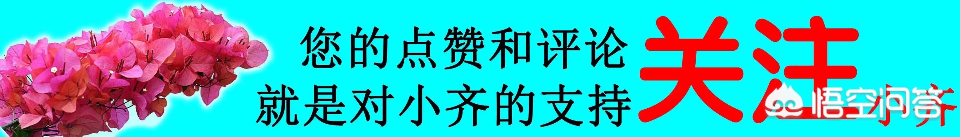 水培風信子如何養殖？-養花匠小齊的回答