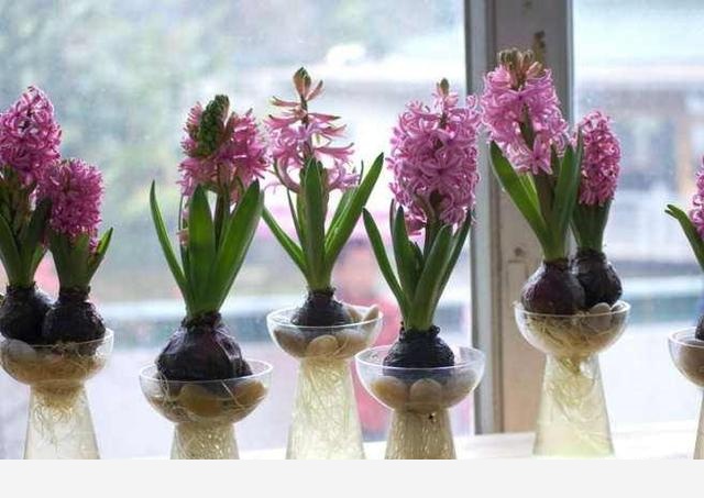 家庭養殖風信子需要注意什麼？怎麼才能讓風信子開花？-棒奔霸的回答