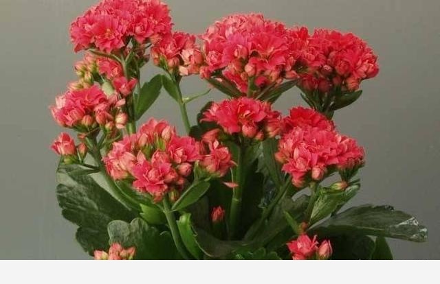 開花的長壽花該怎麼養，有的花已經敗了該怎麼辦？-園藝印象的回答