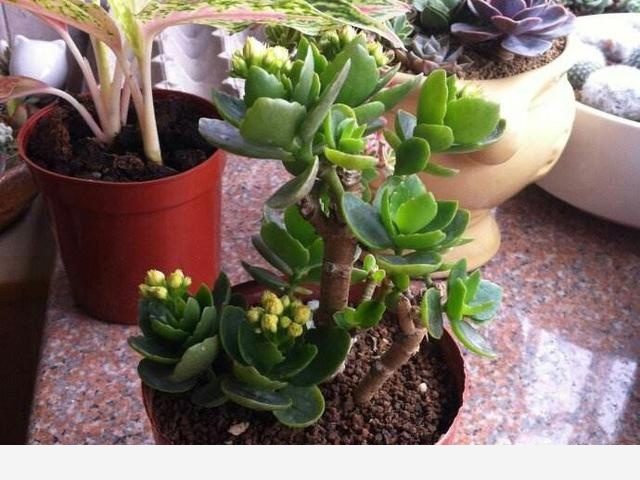 開花的長壽花該怎麼養，有的花已經敗了該怎麼辦？-園藝印象的回答
