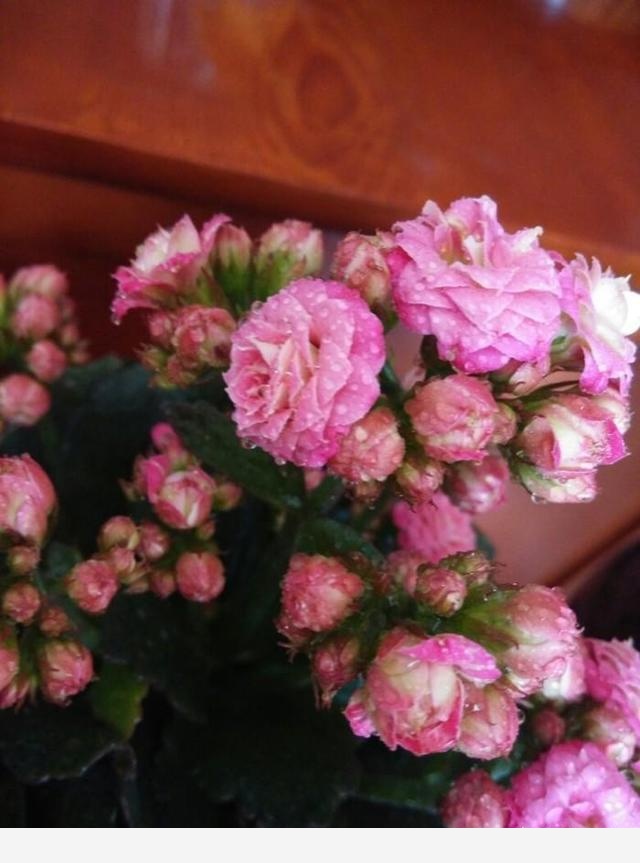 開花的長壽花該怎麼養，有的花已經敗了該怎麼辦？-養花大全的回答