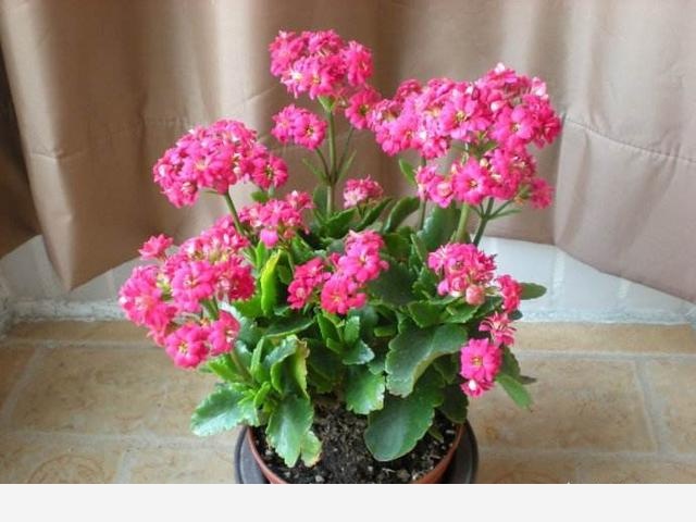 開花的長壽花該怎麼養，有的花已經敗了該怎麼辦？-花間草的回答