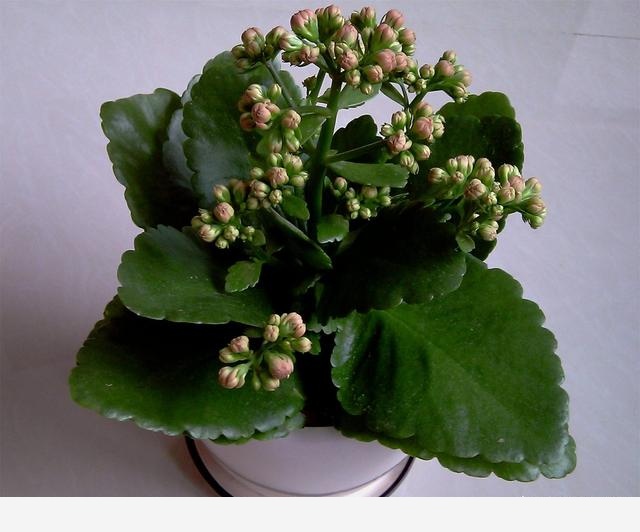 開花的長壽花該怎麼養，有的花已經敗了該怎麼辦？-Lockie好物種草的回答
