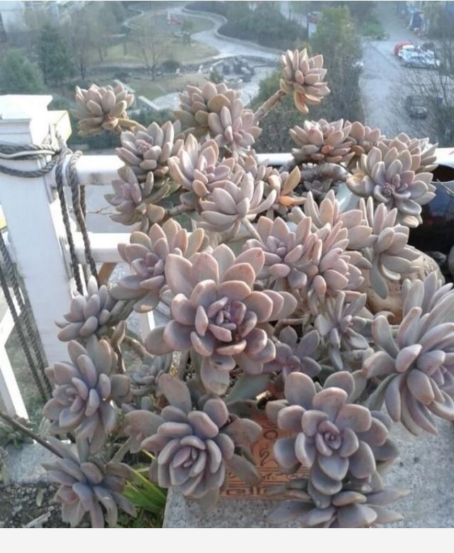 適合懶人養的花有哪些？-花卉妹妹的回答