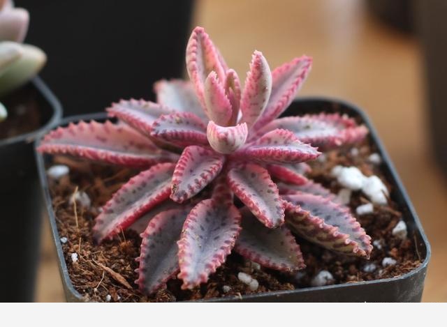 適合懶人養的花有哪些？-花卉妹妹的回答