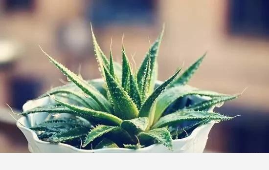 適合懶人養的花有哪些？-小雅在陽臺的回答