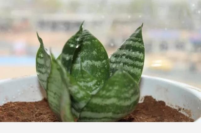 適合懶人養的花有哪些？-小雅在陽臺的回答