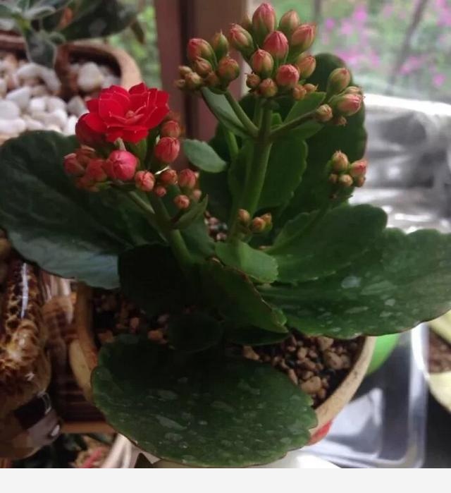 適合懶人養的花有哪些？-小雅在陽臺的回答