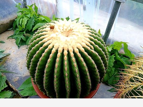 適合懶人養的花有哪些？-養花種草汪汪汪大汪的回答