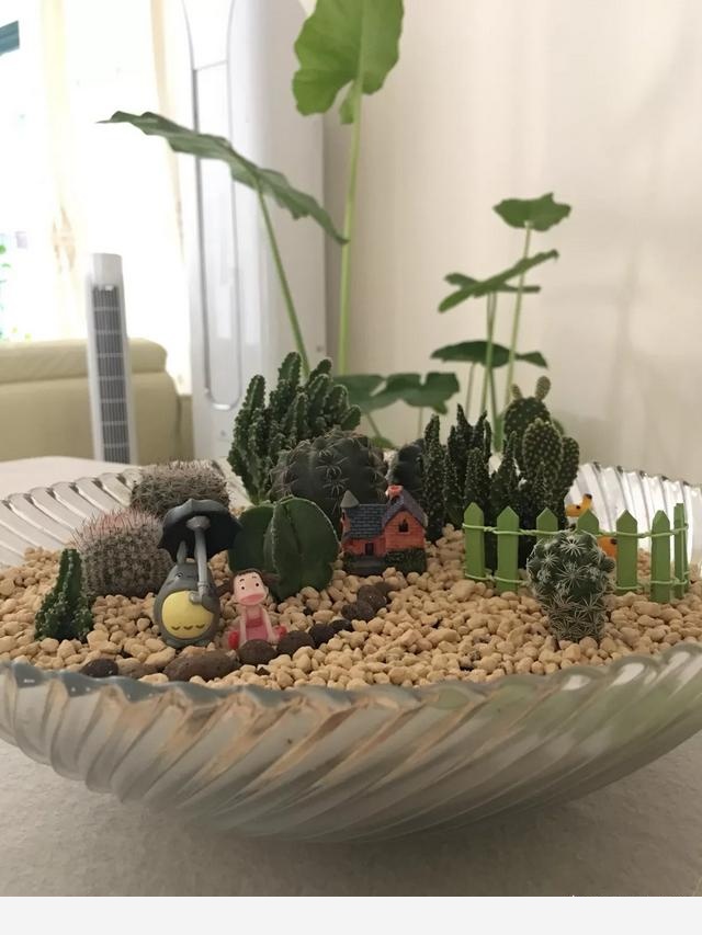 適合懶人養的花有哪些？-千江月明明的回答