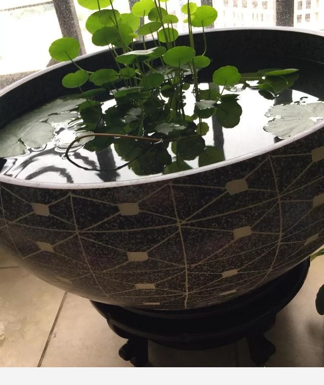適合懶人養的花有哪些？-千江月明明的回答