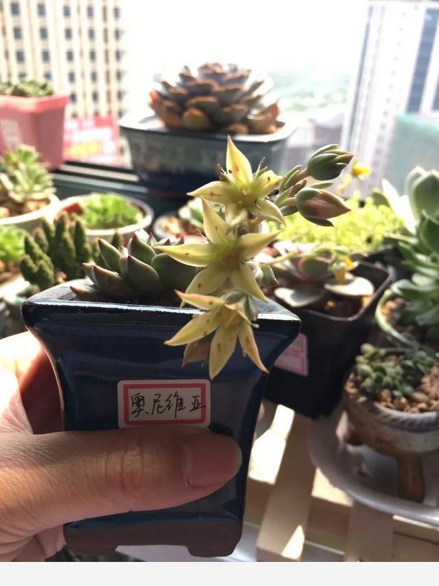 適合懶人養的花有哪些？-千江月明明的回答