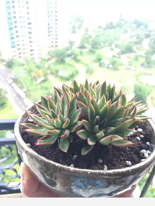 適合懶人養的花有哪些？-千江月明明的回答