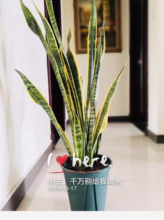 適合懶人養的花有哪些？-千江月明明的回答