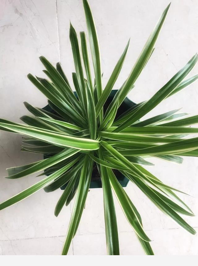 適合懶人養的花有哪些？-千江月明明的回答